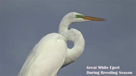 egret white color|color egret definition.